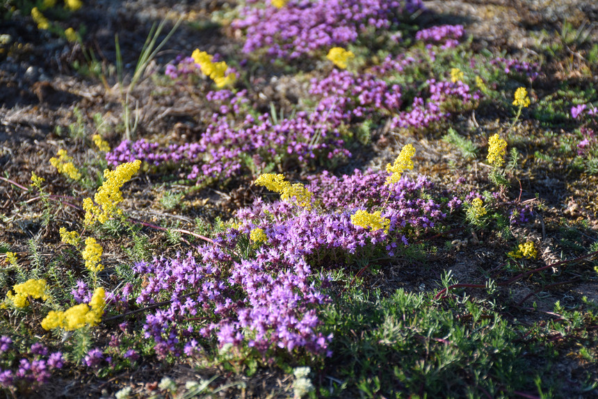 美丽的花朵开黄色的床草和紫百香花紧闭着图片