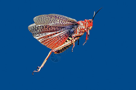 红色的回旋型跳跃开着翅膀南非蚱蜢一种丰富多彩的高清图片