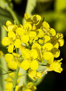 芸苔亚种油菜花金子高清图片