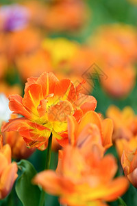 美丽的盛开的郁金香背景图片