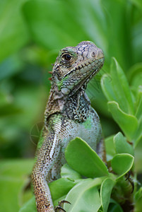 肝病学美丽的蜥蜴在绿树丛中游荡栖息脸图片