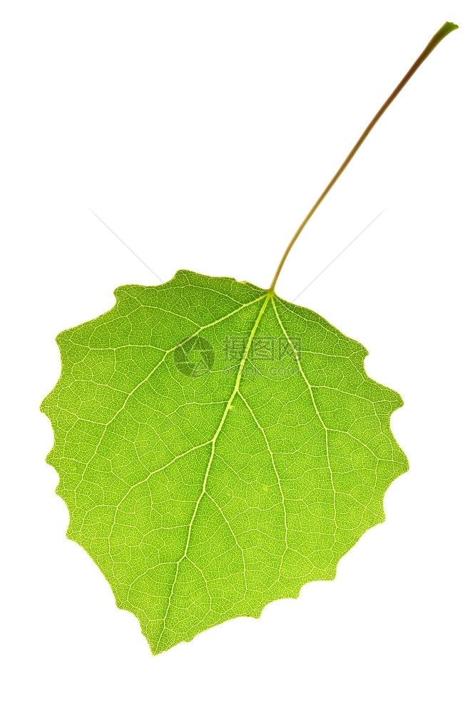 叶子白上孤立的叶单身细节图片