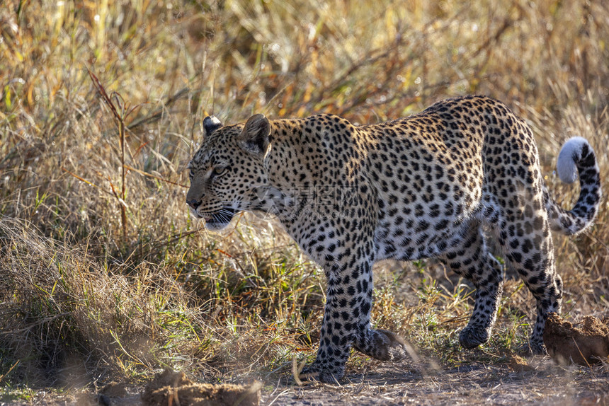 成人非洲博茨瓦纳Khwai河附近一条成年女美洲豹PantheraPardus荒野苹果浏览器图片
