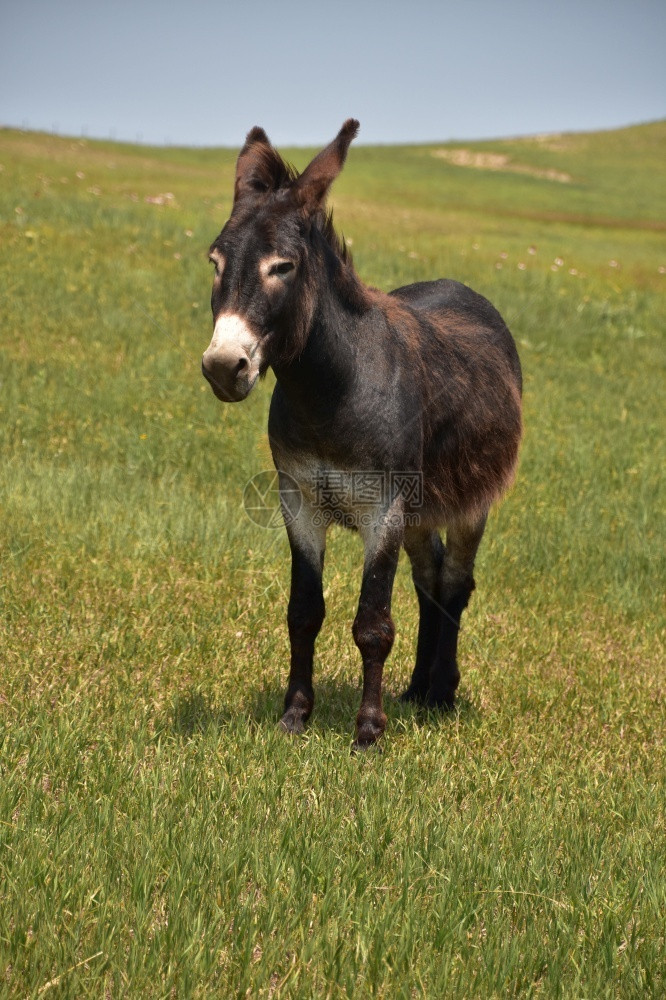 顽固黑暗的马站在草地上非常可爱的深棕褐色驴子图片