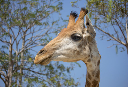 动物园里的长颈鹿图片