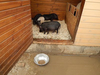 农场的养猪里有和野哺乳动物鼻子户外图片