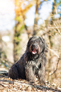 伦巴第棕色的农民Bergamasco山林牧狗图片