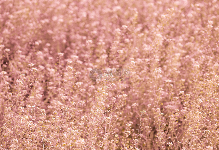 粉色的红春草地或田野采样泉底背景美丽的明亮图片