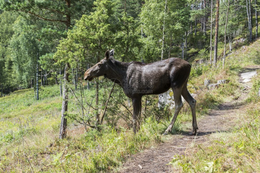 诺韦森林中的驼鹿或角斯堪的纳维亚哺乳动物常设图片