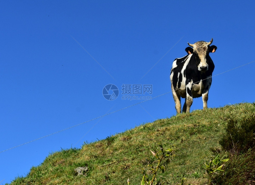 农场家畜动物一只成年黑白母牛站在山顶上图片