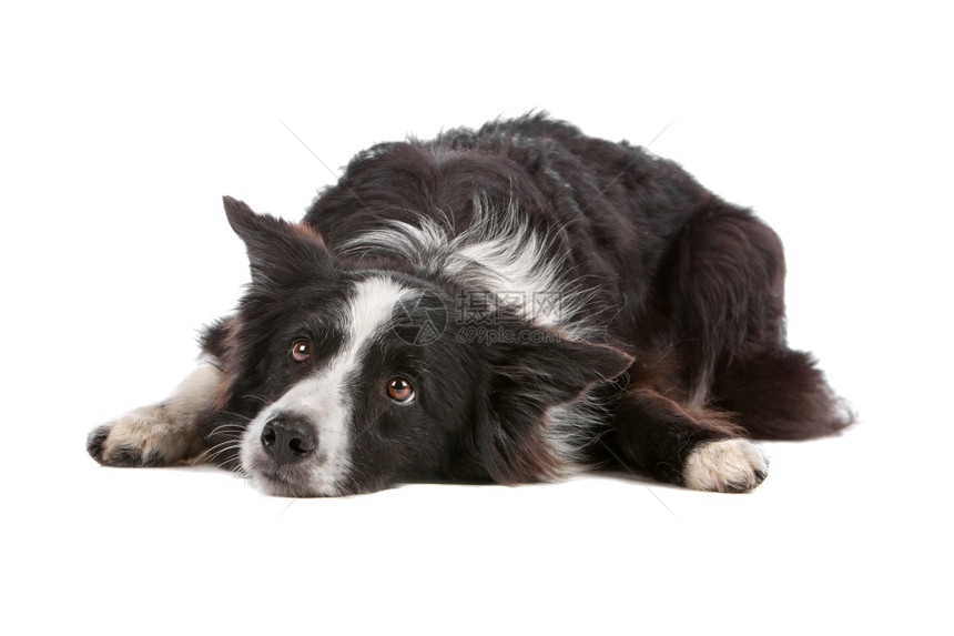 我是白种背景被隔离的边疆牧羊犬一种苏格兰人图片