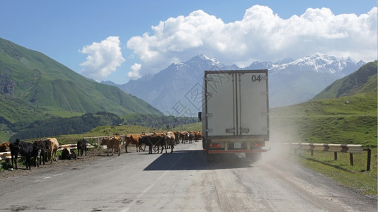 格鲁吉亚军事道路上的动物障碍格鲁吉亚欧洲风景旅行奶牛图片