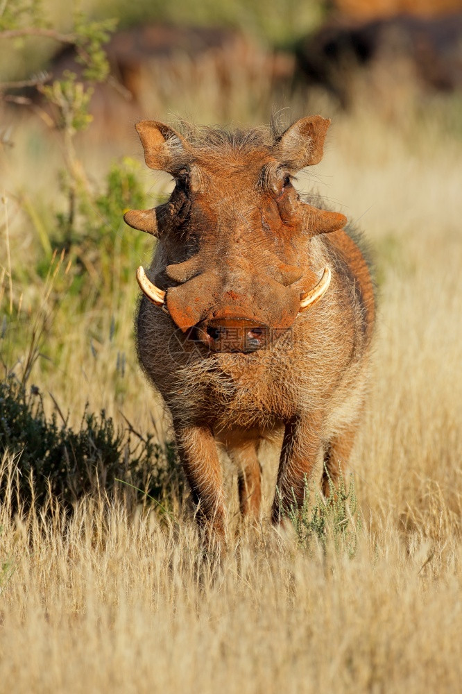 疣猪荒野牙齿南非自然栖息地的大型非洲农民猪Phacochocerus图片