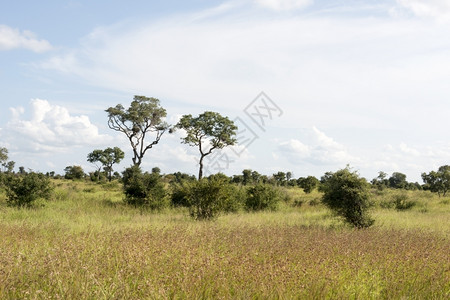 景观树木荒野南非洲Kruger公园自然特图片