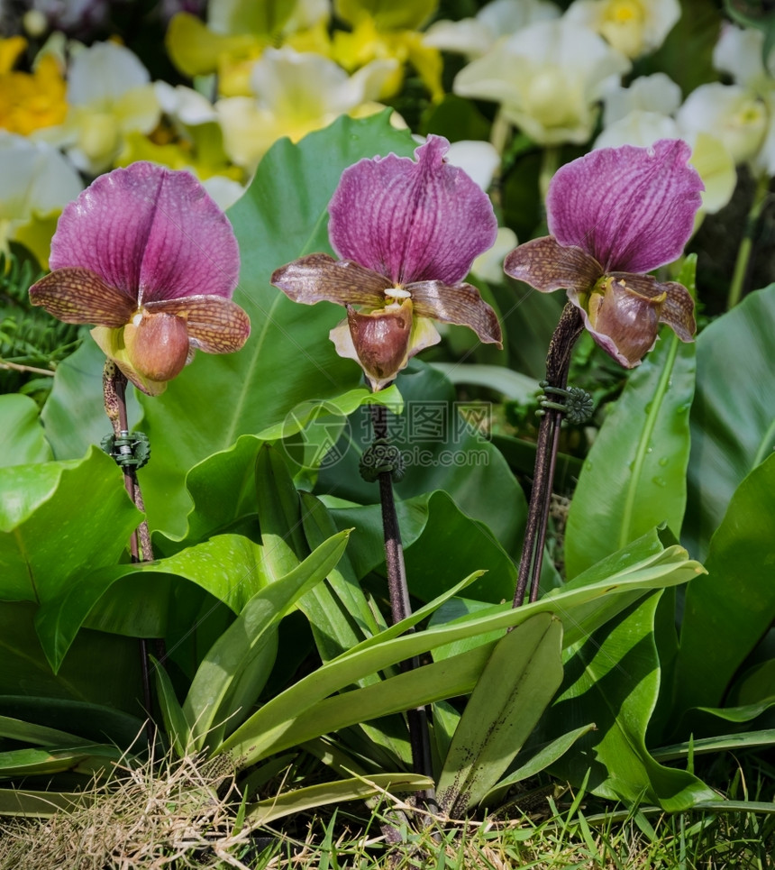 皮菲奥普底迪拉姆查尔斯沃西花朵植物叶子学图片