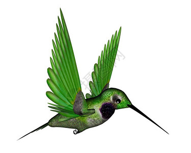 绿色翅膀素材以白色背景孤立飞行的黑蜂鸟3D变成黑色蜂鸟3D荒野数字的翅膀设计图片