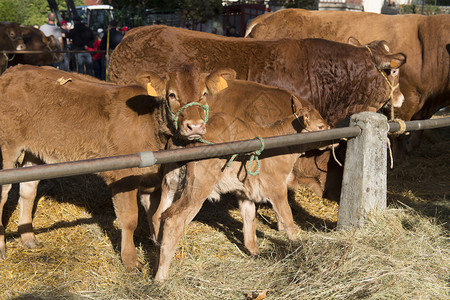 圣日耳曼昂莱动物小牛高清图片