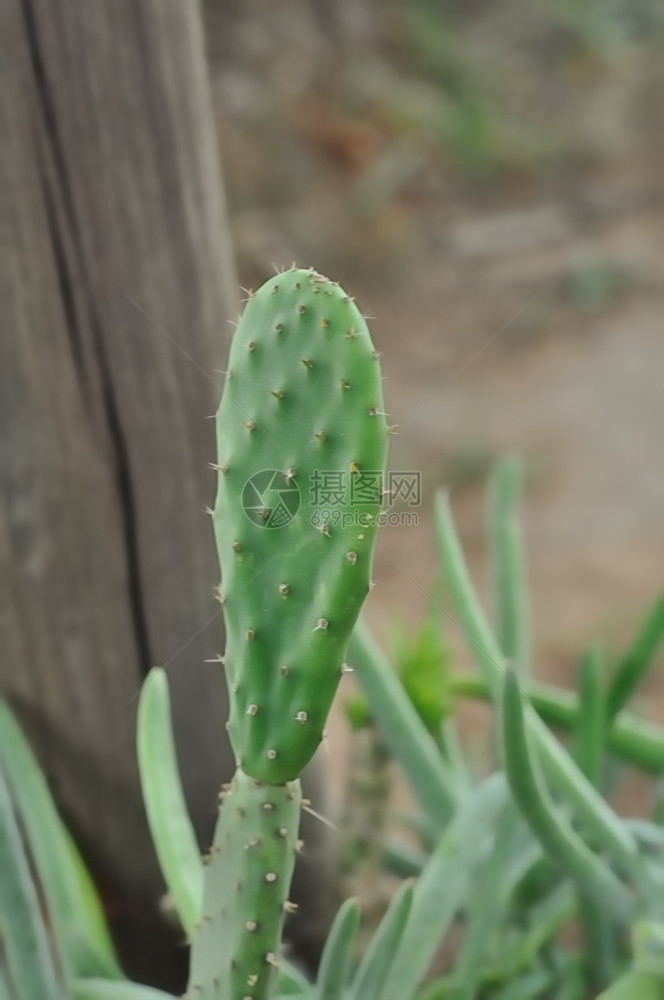 植物群多汁的仙人掌叶图片