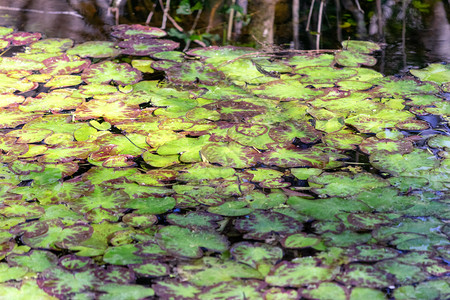 水百合在表面有绿色叶子池塘莫科罗花图片