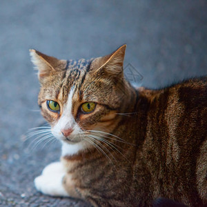 趴着睡觉的可爱猫图片