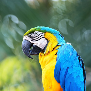 美丽的鹦鹉鸟蓝色和金的画像版Macaw肖像荒野鸟舍图片