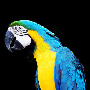 美丽的鹦鹉鸟蓝色和金的画像版Macaw丰富多彩的动物鸟舍图片