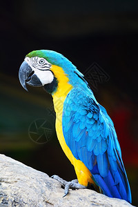 美丽的鹦鹉鸟蓝色和金的画像版Macaw颜色野生动物金刚鹦鹉图片