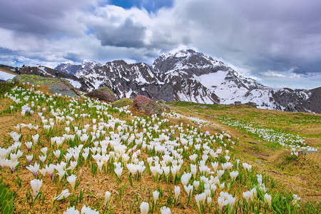 当山雪融化时鳄鱼在春天开花爬坡道盛自然背景