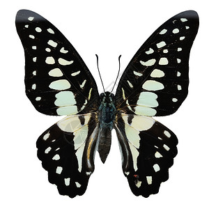 自然绿色蝴蝶和黑普通Jay蝴蝶石雕多森上翼剖面白底隔离环境图片