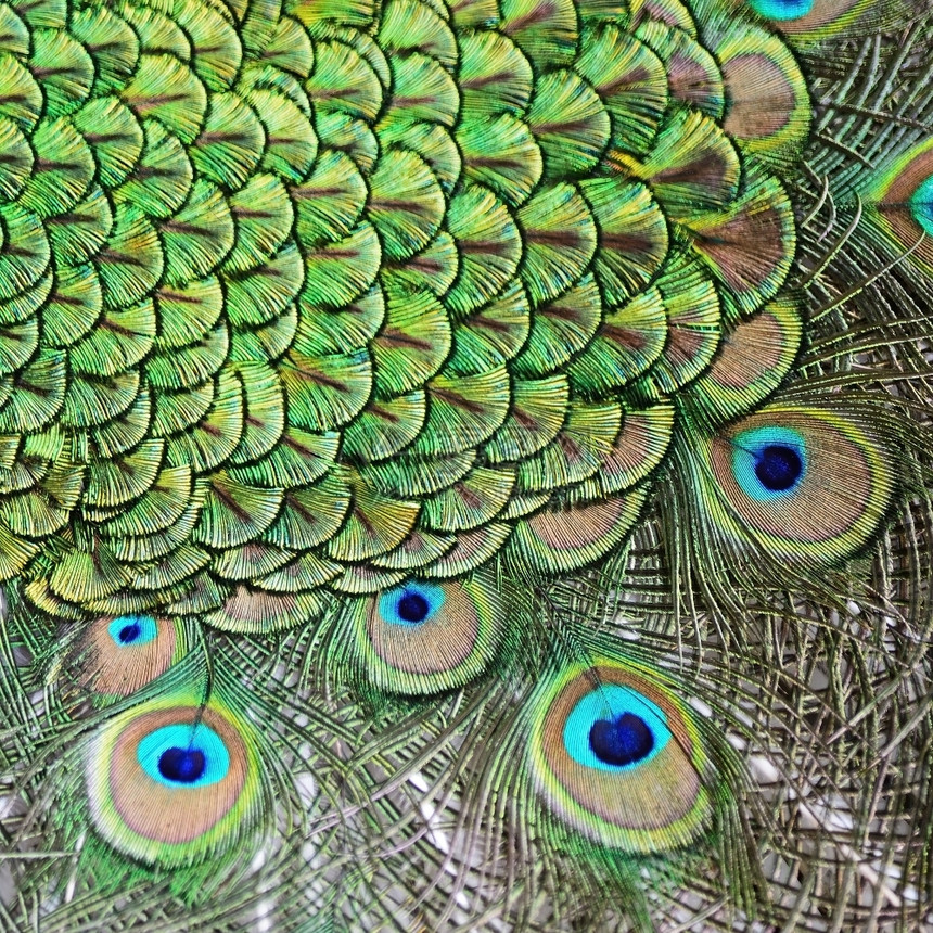 绿色青皮禽羽毛背景的美丽男羽毛孔雀阮詹充满活力图片