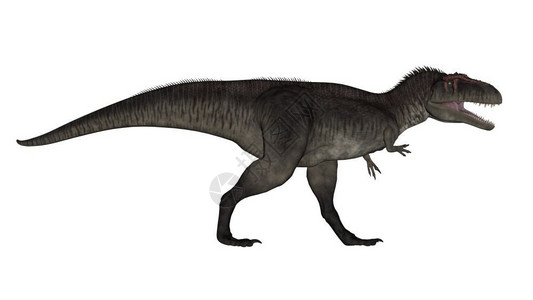肉食动物危险的霸王龙Tyrannotitan在白色背景中行走3D渲染Tyrannotitan渲染插图设计图片