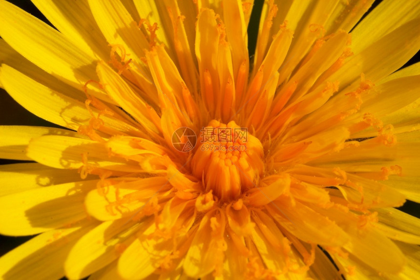 一种美妙的黄色花朵塔法克山粗俗的花朵塔法山粗俗的极好容光焕发植物群图片