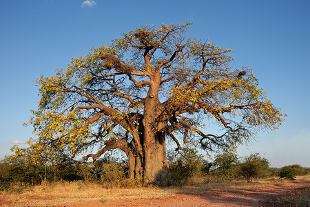 荒野Adansoniadigetata南部非洲xD猴面包树图片