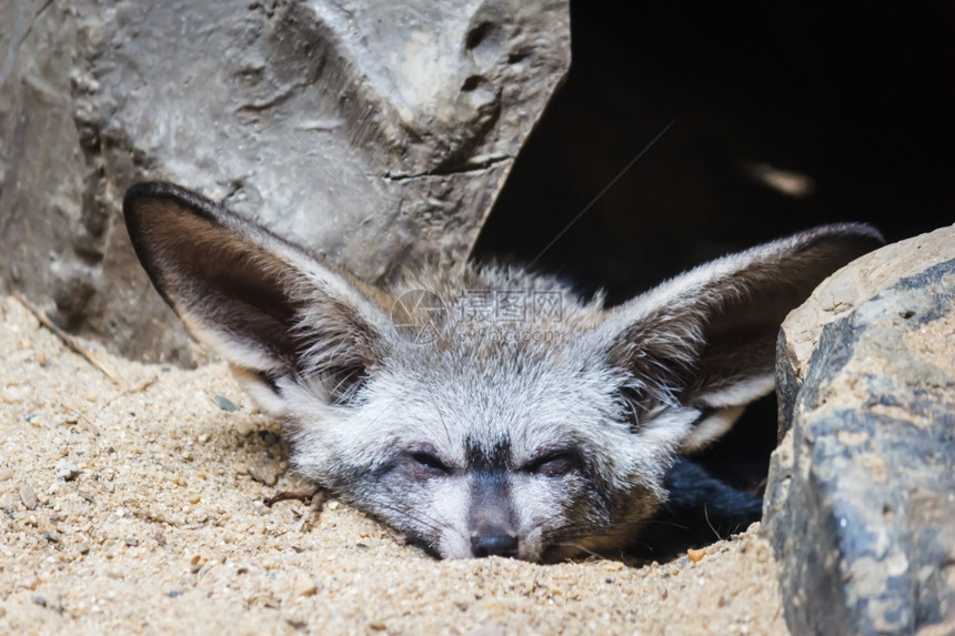 蝙蝠头狐狸Otocyon巨石座睡在地上哺乳动物说谎肉食图片