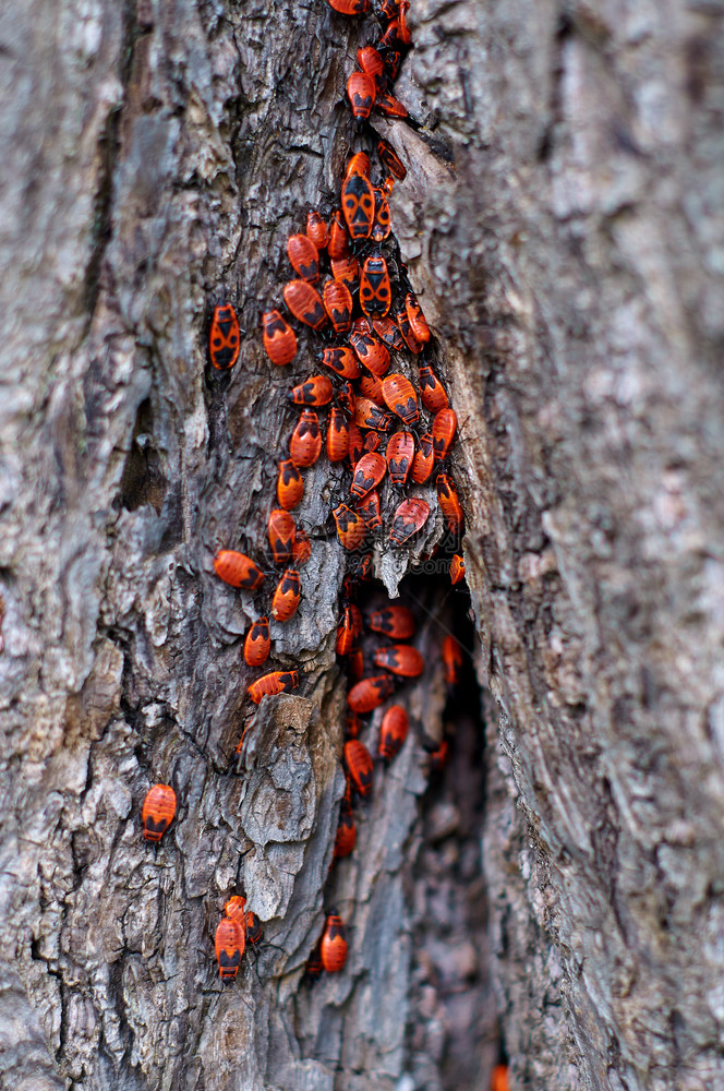 团体昆虫质地树上放火图片