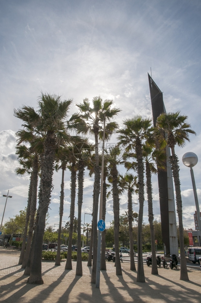 汽车广场上的棕榈树由正午的太阳照耀白色蓝图片