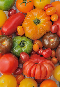 品种古老的有色不同种类多彩番茄形成背景以及图片