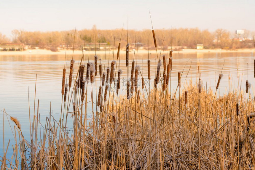 天蝎座自然冬季末在Dnieper河附近带鲜花的干Reeds结尾图片