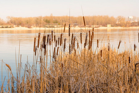 天蝎座自然冬季末在Dnieper河附近带鲜花的干Reeds结尾图片