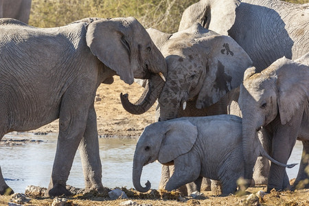 树干厚皮动物非洲纳米比亚埃托沙公园水坑附近的非洲象家族哺乳动物图片
