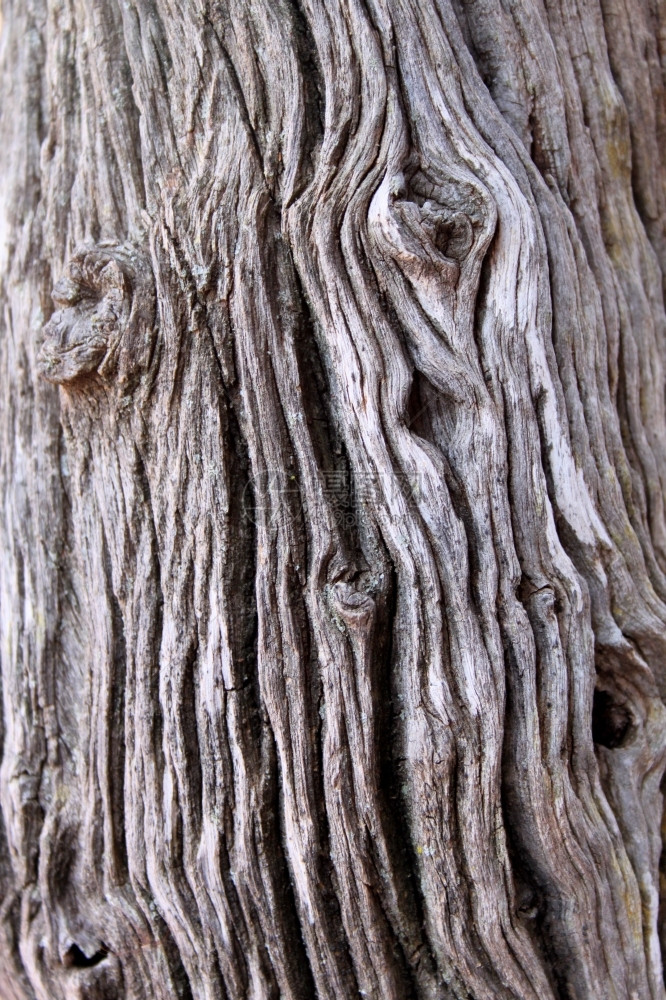树桩粗糙的布希维尔德树背景吠博斯维尔德图片