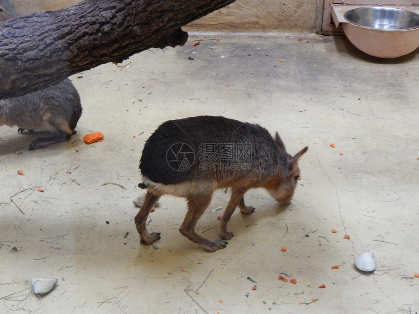 Capybara在大厅的地板上巴西自然草食图片