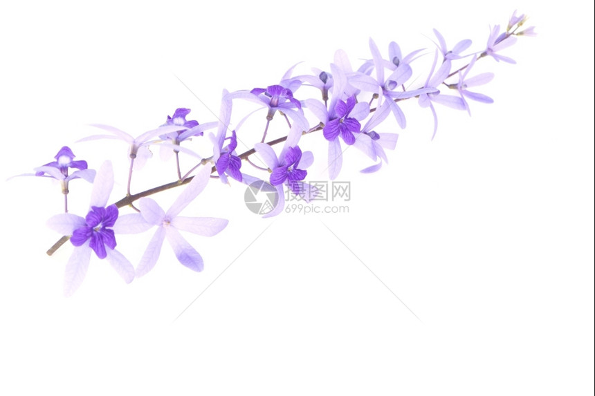 白色的自然紫葡萄花砂纸藤或紫壁白底孤立的紫松树和花阮詹图片