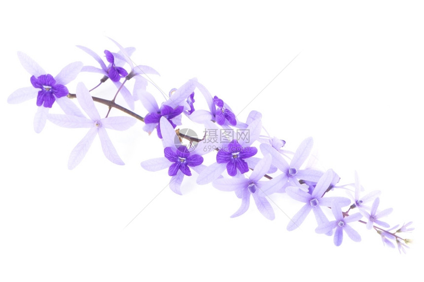 植物装饰紫葡萄花砂纸藤或紫壁白底孤立的紫松树和花盛开图片