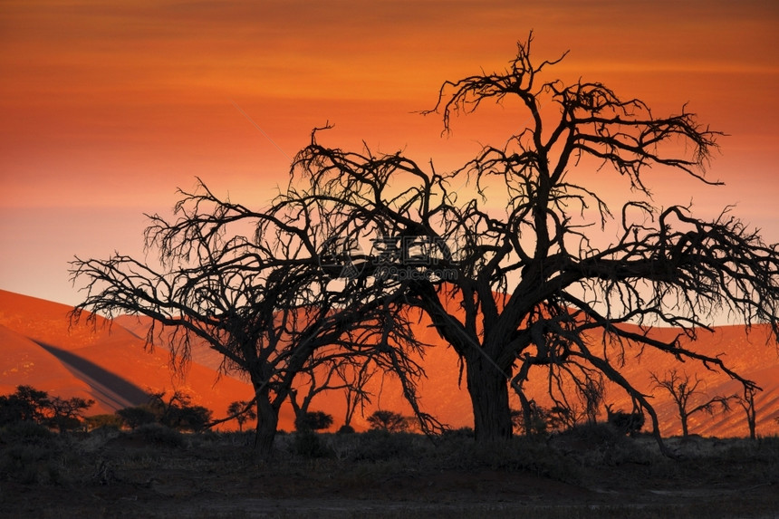 风景非洲人纳米比亚索苏夫莱纳米布沙漠日落黄昏图片