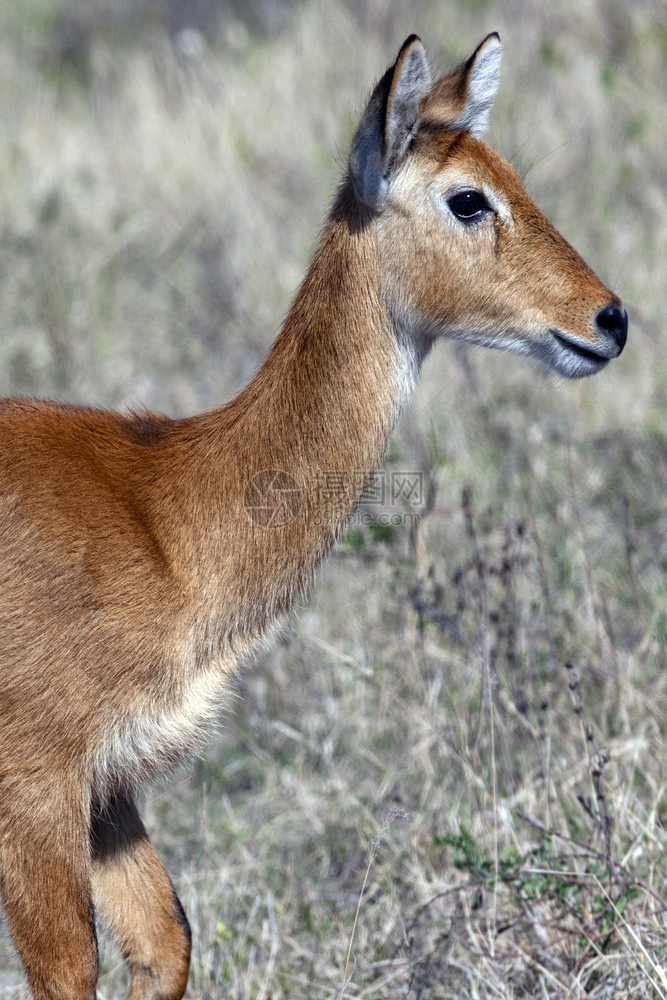 野生动物鹿图片