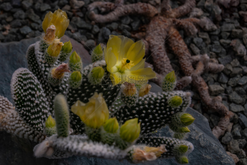 米奇仙人掌植物天使之翼MicrodasysAlbata兔子耳朵米老鼠尖刺室内植物肉质稀有活和金色花朵干燥沙漠图片