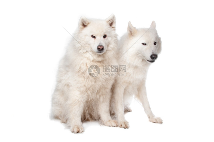 在白色背景面前的两只死伤狗白种背景面前的两只死伤狗超过山姆萨米图片