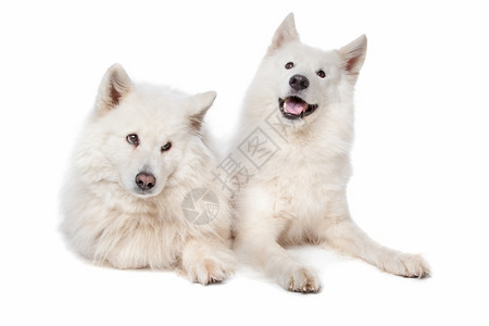 莱卡哺乳动物在白色背景面前的两只死伤狗白种背景面前的两只死伤狗一种图片