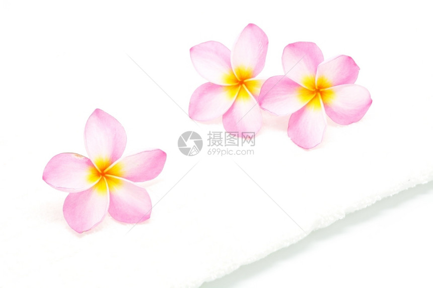 粉红色花朵有白毛巾温泉条件花瓣开热带图片